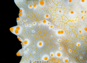 Nudibranch abstract by Leena Roy 